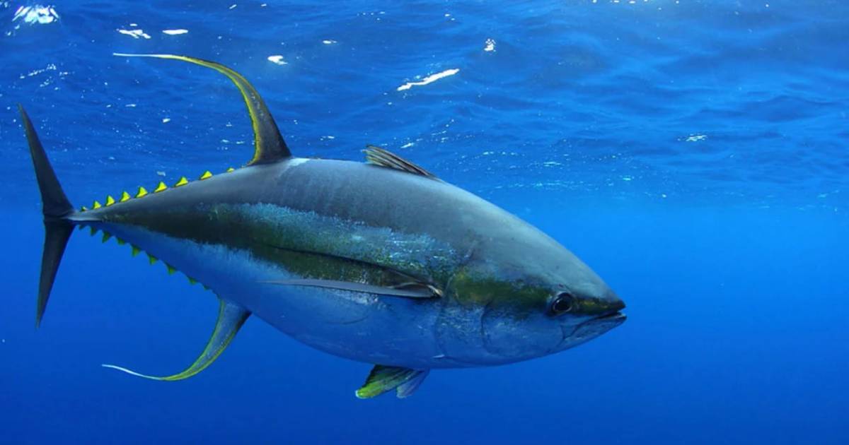 How To Determine If Tuna Is Halal?