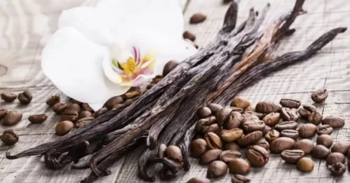 Vanilla and Intoxication: Addressing the Real Concerns 